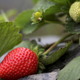 Making nature tastier.